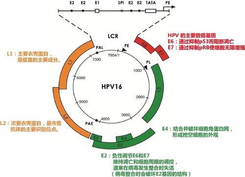 hpv病毒感染离宫颈癌到底有多远