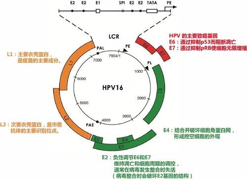 人乳头瘤病毒结构图图片